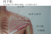 全身肌肉解剖图谱汇总 ! 全身肌肉解剖图谱汇总 !