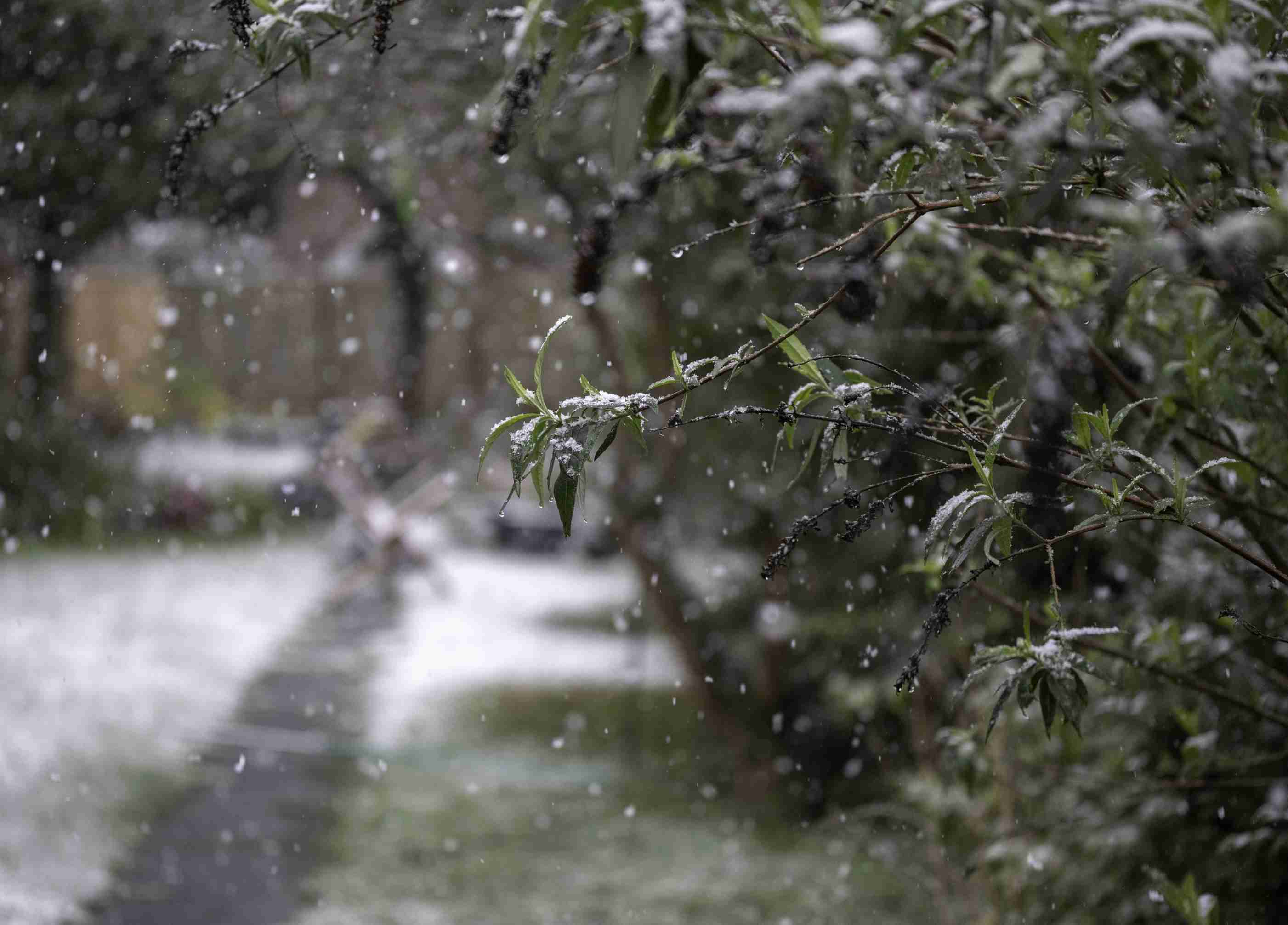 closeup-shot-tree-branch-snowy-weather.jpg