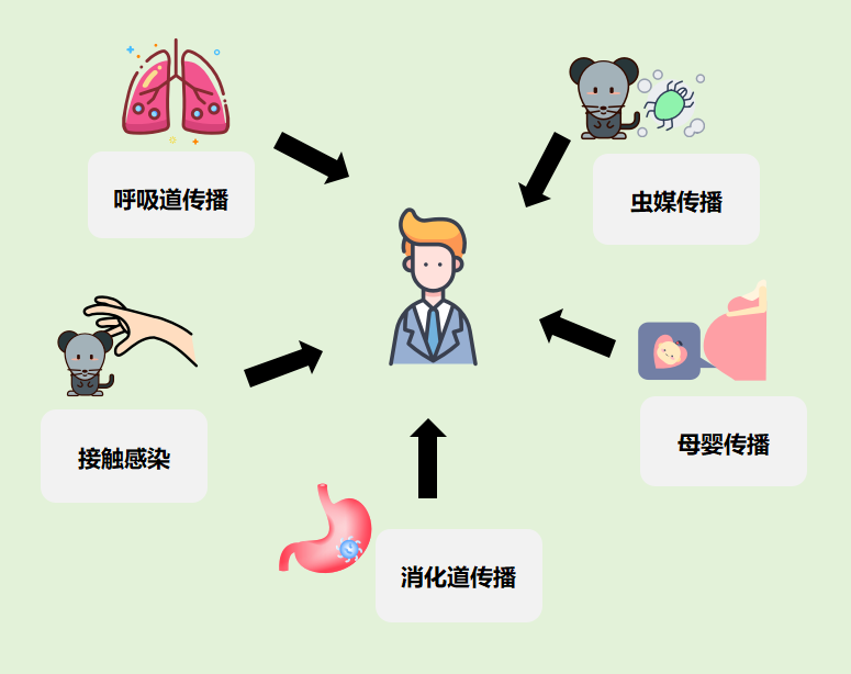 直面流行性出血热：传播、症状、应对与预防全知晓