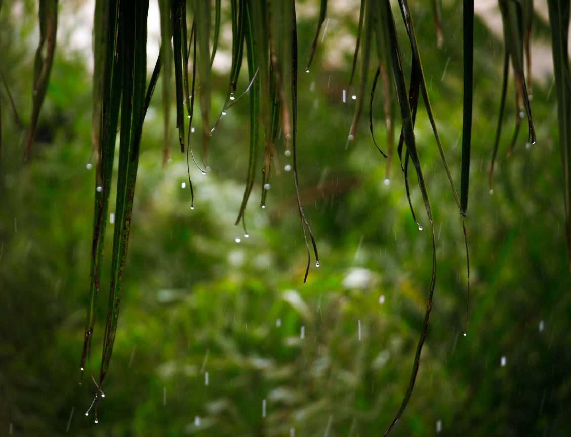 谷雨养生指南:打好健康基础,从容迎接盛夏 谷雨养生指南:打好健康基础,从容迎接盛夏