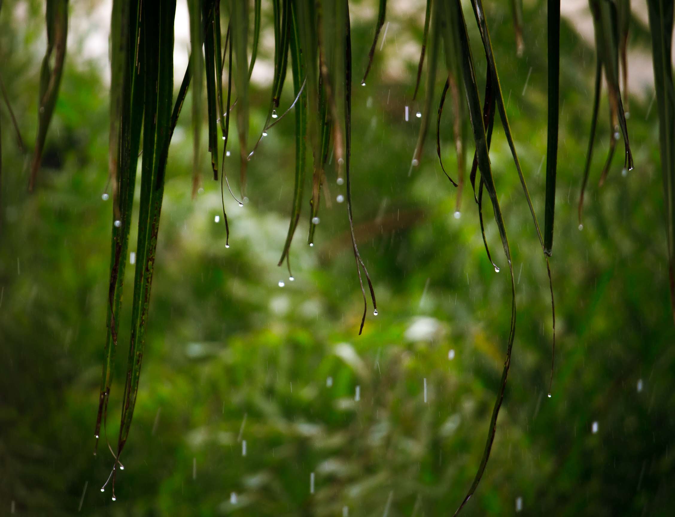 close-up-water-drops-spider-web.jpg