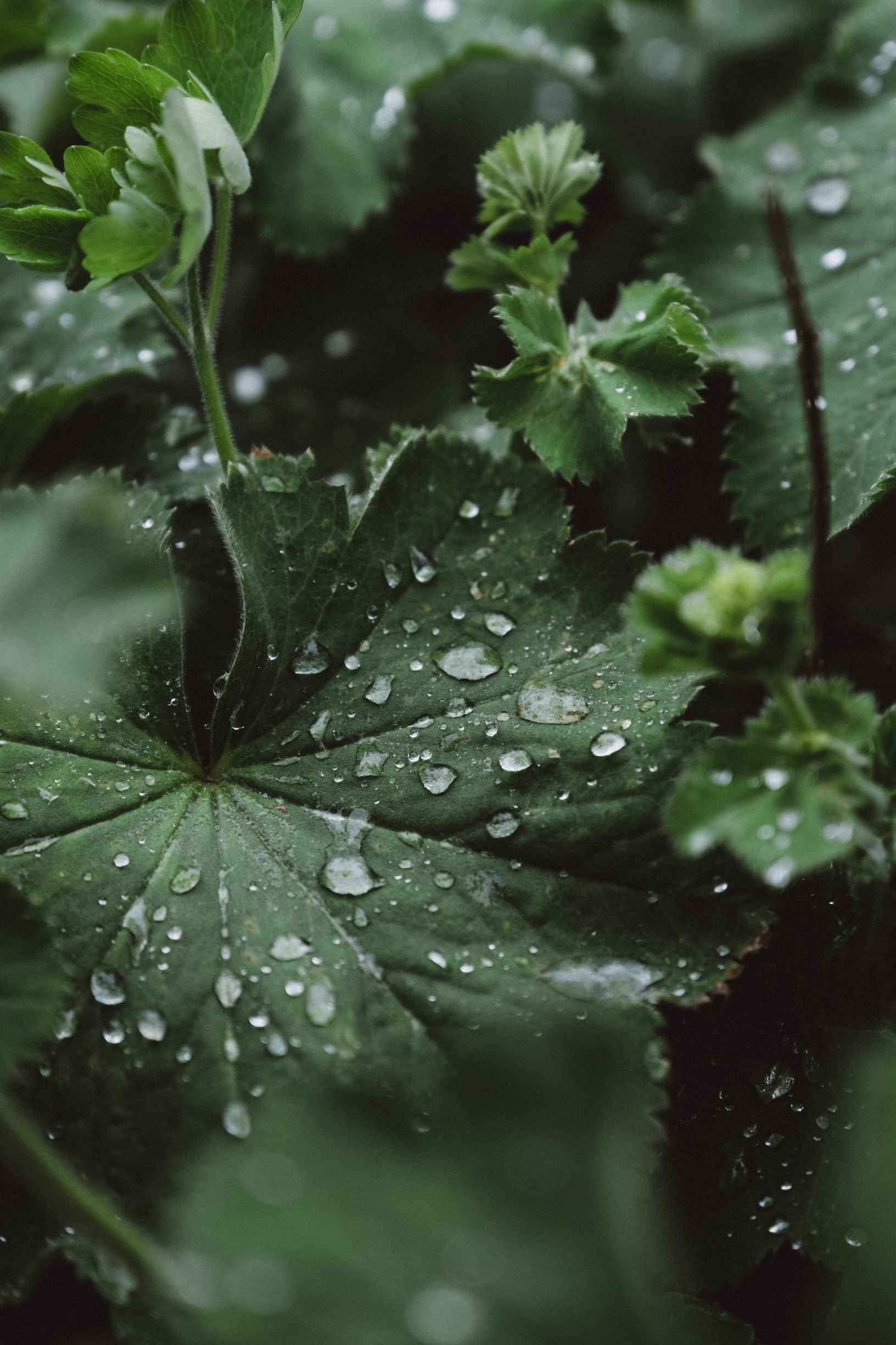 dew-large-green-leaves.jpg