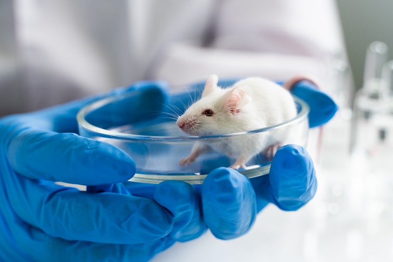 experimental-mice-science.jpg