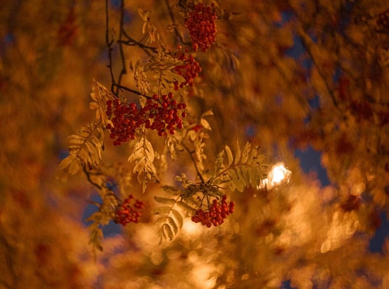 low-angle-view-flowering-plants-tree-night.jpg